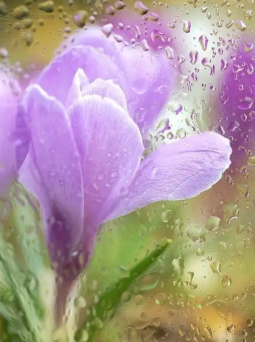 makushina tatyana 花与露珠