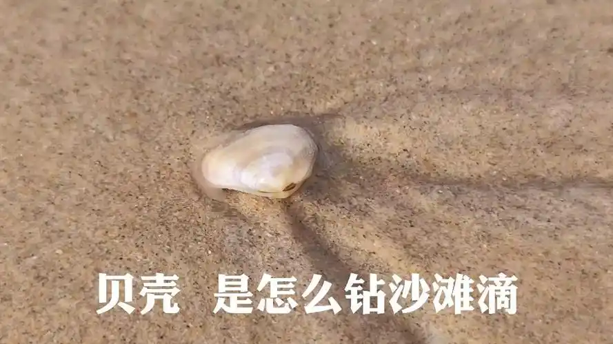 贝壳是怎么,钻进,海滩的.
