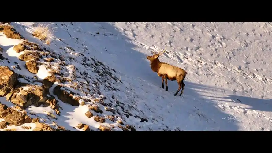 你见过野生的天山马鹿吗?