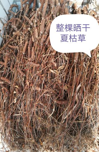 晒干夏枯草 整棵夏枯球全草中药材500克(另可供当季新鲜货)