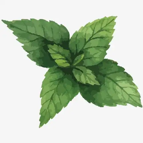 新鲜薄荷水彩插画