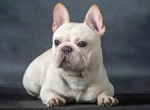 腿短又胖的狗是什么品种?