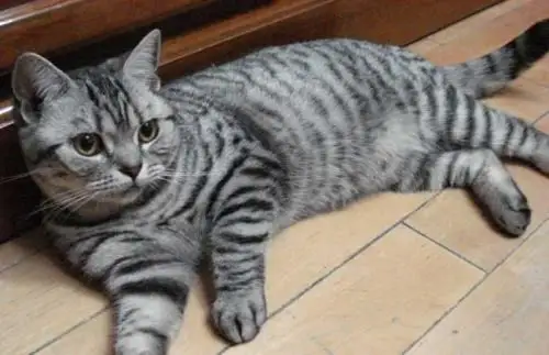 美短猫价格_美国短毛猫多少钱一只_美短加白图片_美短虎斑 _狗铺子