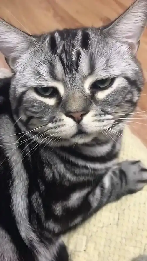 眼神很绝望,没必要故意揪我毛吧,请叫我猫不易!