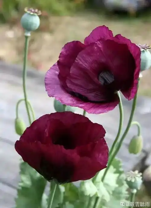 【事件分析】虞美人冤枉!快来看看它和罂粟花的区别