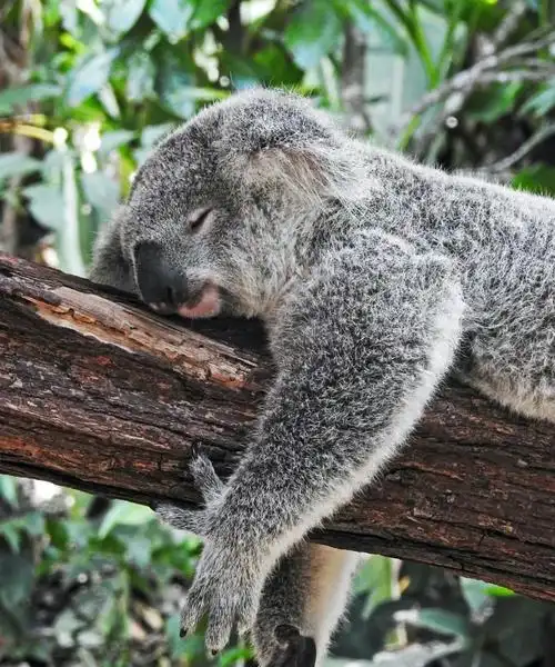 推断考拉可能是通过抱树帮助自己降温