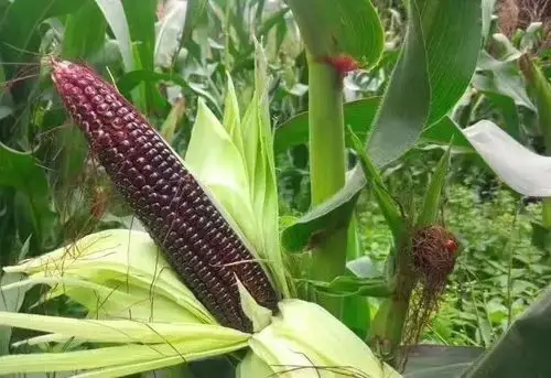 1到100的偶数之和是多少这种全身带有满满花青素的紫玉米你了解多少