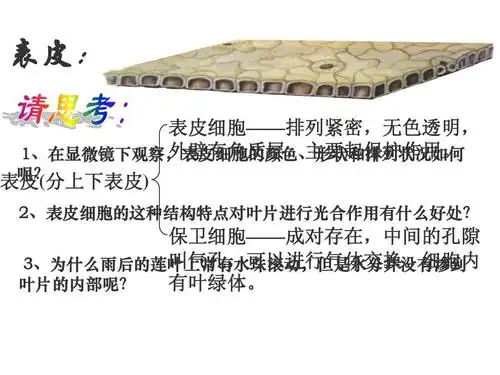 表皮: 表皮细胞——排列紧密,无色透明, 外壁有角质层,主要起保护作用