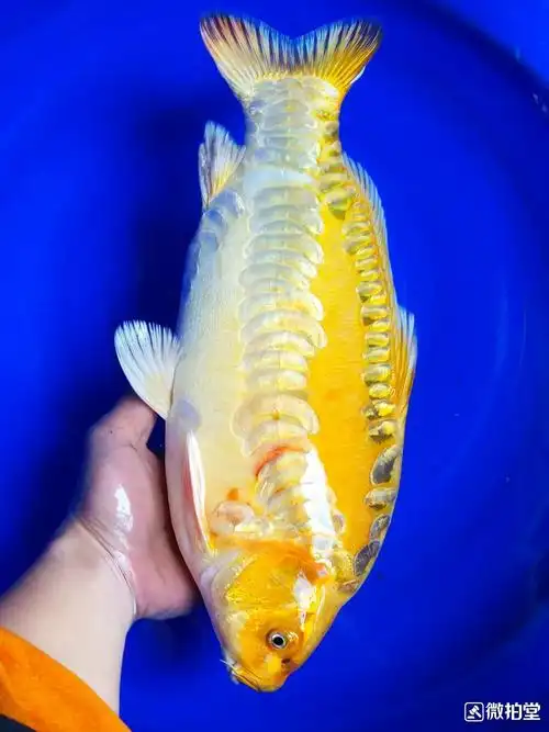 求大神解答德系古黄金