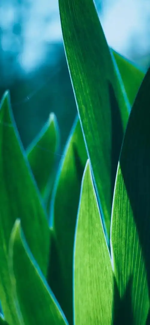 最新超清护眼手机壁纸(100张绿色护眼手机壁纸)(37)