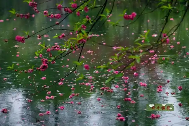 落花时节又逢君——最美落花诗词