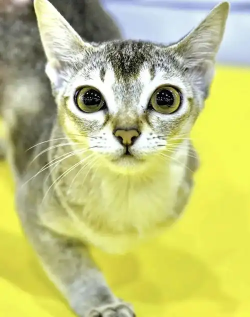 世界上最乖巧的10种猫咪,据说无人能抵挡住它们的温柔