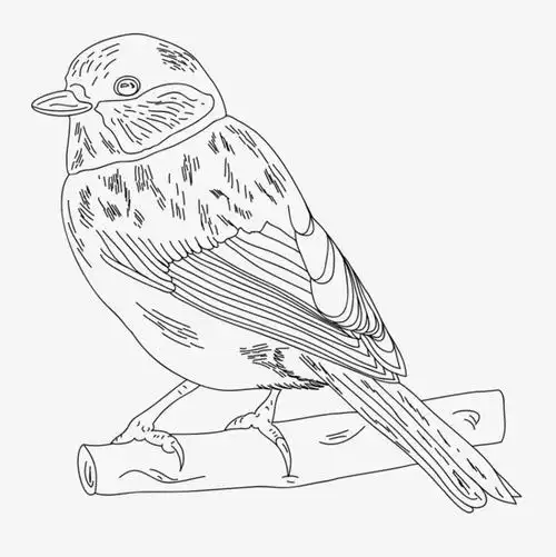 手绘小鸟