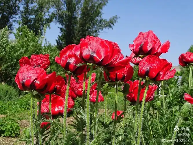 有毒的美丽的罂粟花