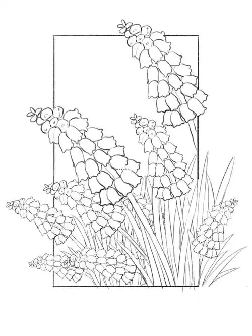 花卉插画分享风信子