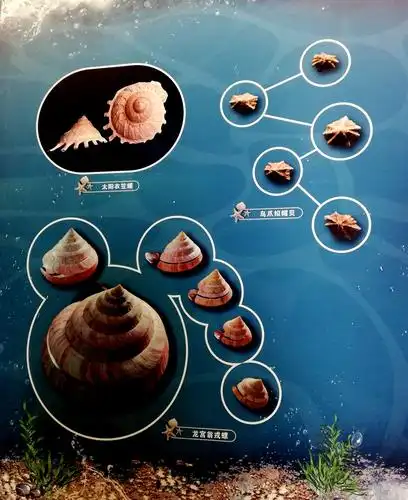 快带上孩子一起去天水博物馆看贝壳展吧!