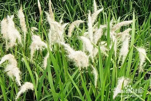 茅根的功效与作用