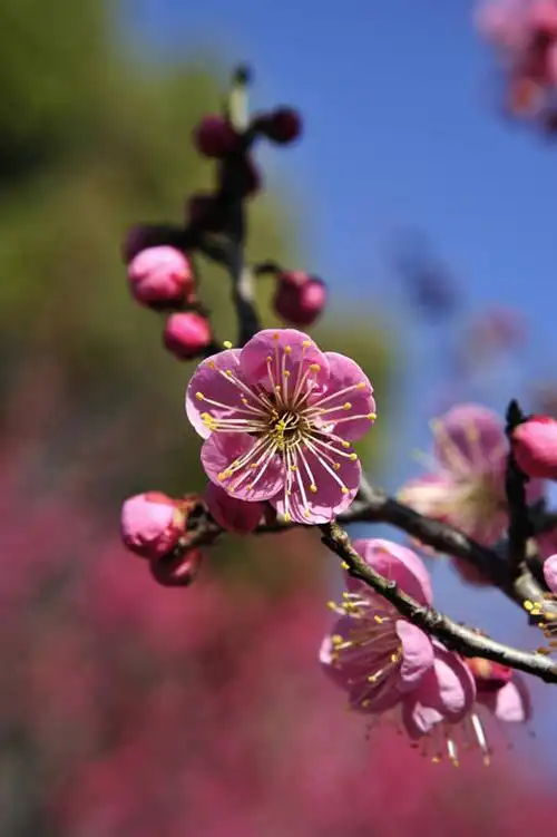 粉色,蓝色,蓝天,天空,阳光,自然,天,花苞,花蕊,景色,大阪,晴朗,高雅