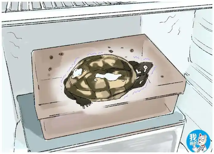 乌龟迟迟没有冬眠男子将它塞进冰箱再拿出来时自责不已