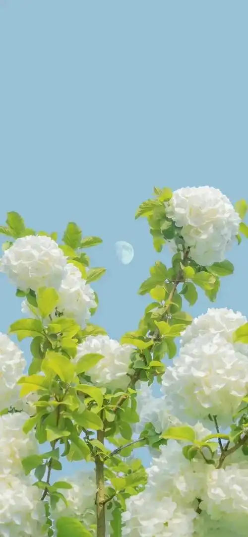 唯美,夏日清新风景图片,治愈系风景图片小清新,夏天风景美图超清 唯美