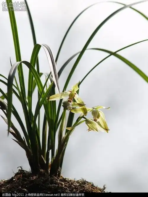 野生兰花幽香的山谷
