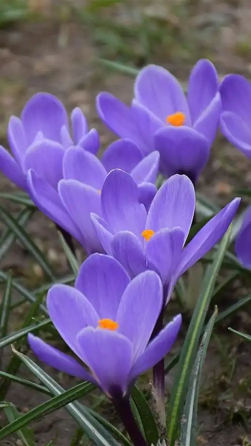 紫色番红花,花,春天 5k