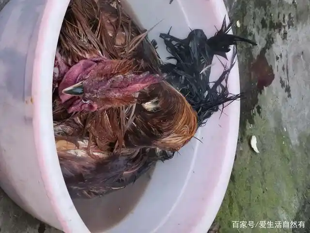 拔鸡毛如此简单学会一招拔得又快又干净