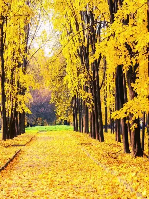 带你欣赏大自然的美,秋天的风景你是否喜欢.