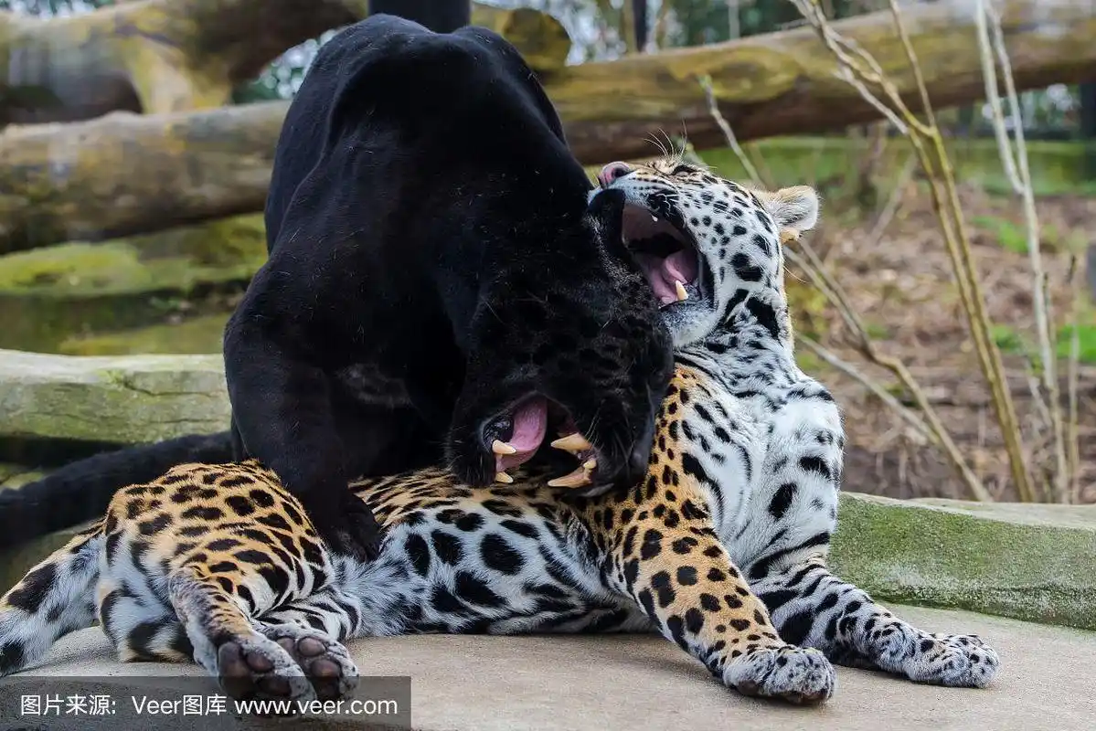 黑豹,美洲豹,美洲虎,狂怒的,野生猫科动物