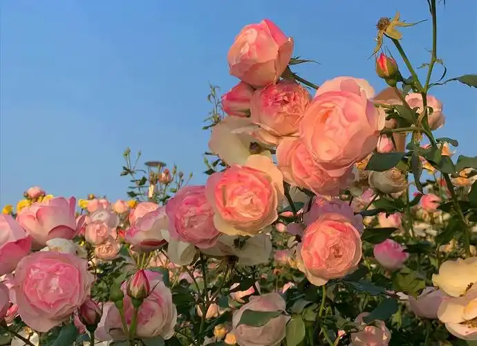 求好看的横屏花海pad壁纸