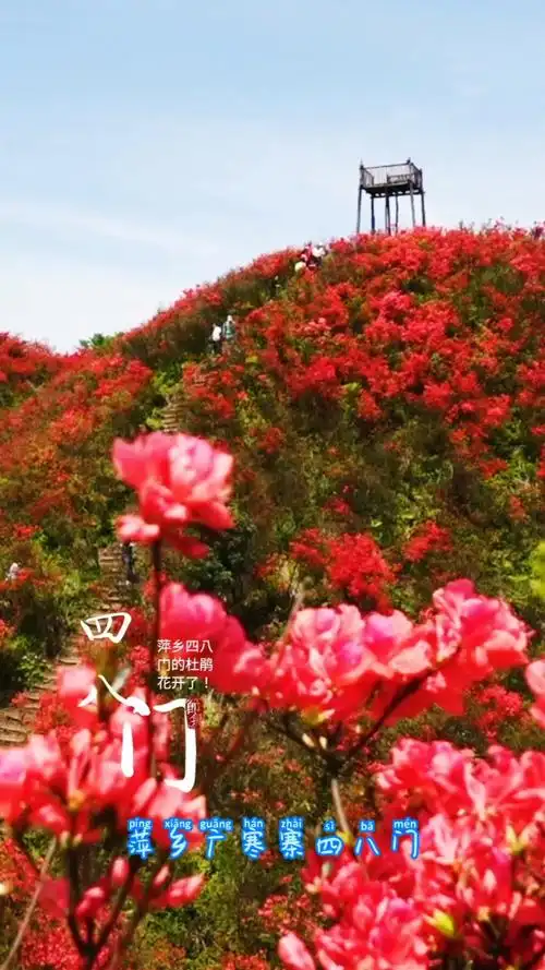 每年4月中下旬,萍乡市广寒寨四八门杜鹃花竞相绽放,如火如荼,赤霞漫山