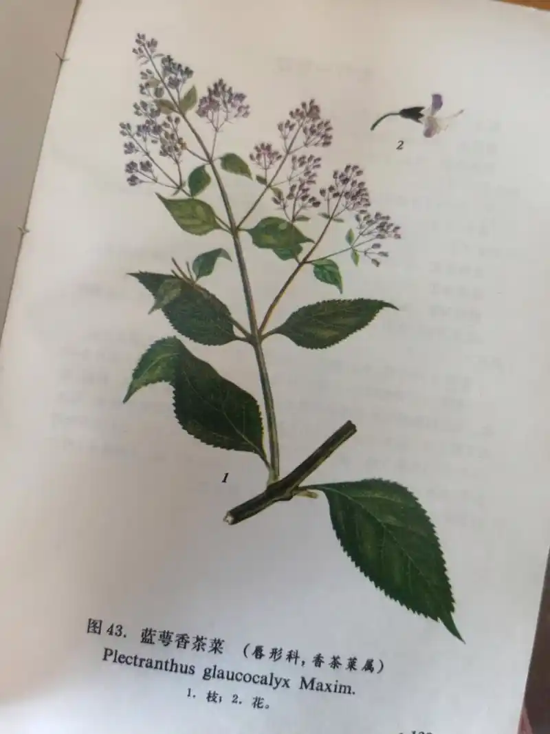 蓝萼香茶菜 别名  倒根野苏,回菜花. 蒙药名 乎格一都克梯一其其格.