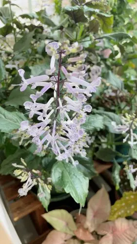 特丽莎香茶菜终于开花啦78