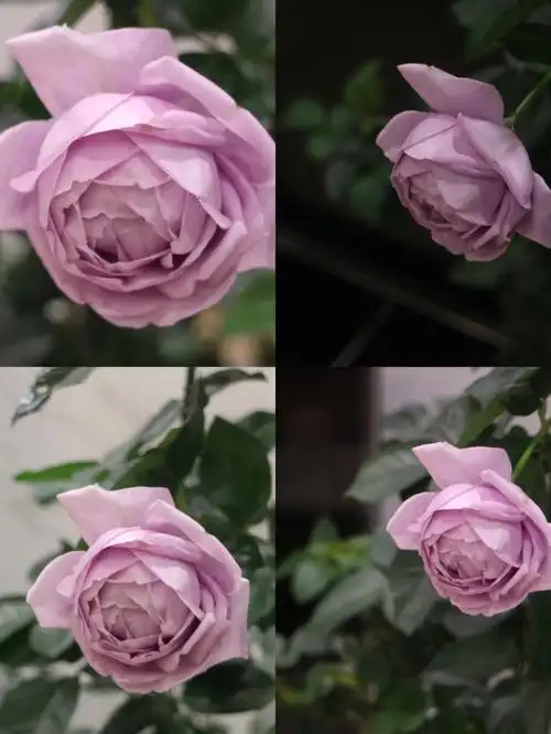 蓝色风暴月季太美了