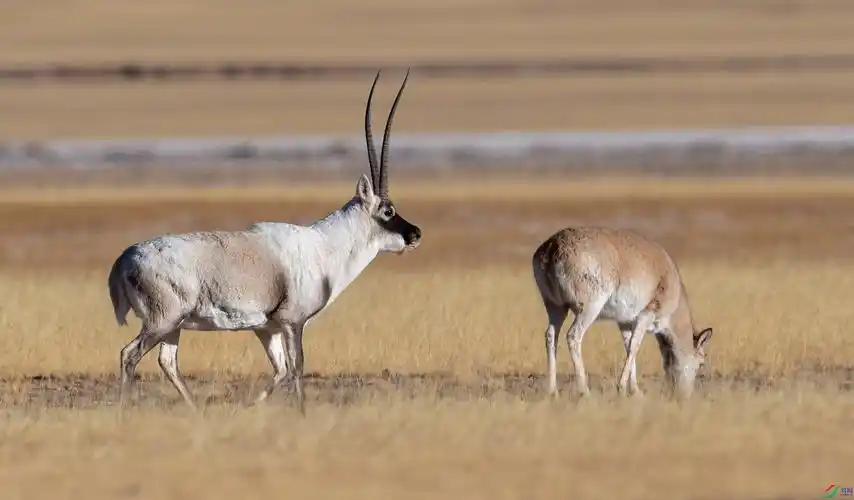 藏羚羊