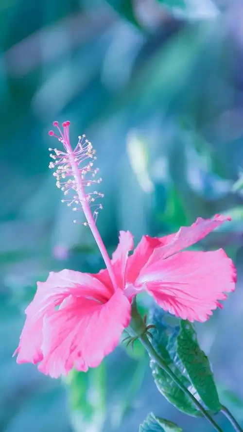 春日的唯美朱槿,锁屏图片,手机壁纸,植物-回车桌面