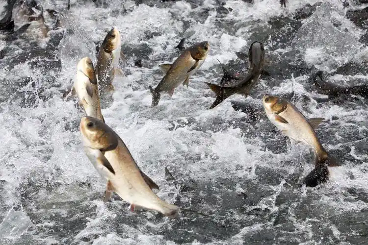 千岛湖巨网捕鱼