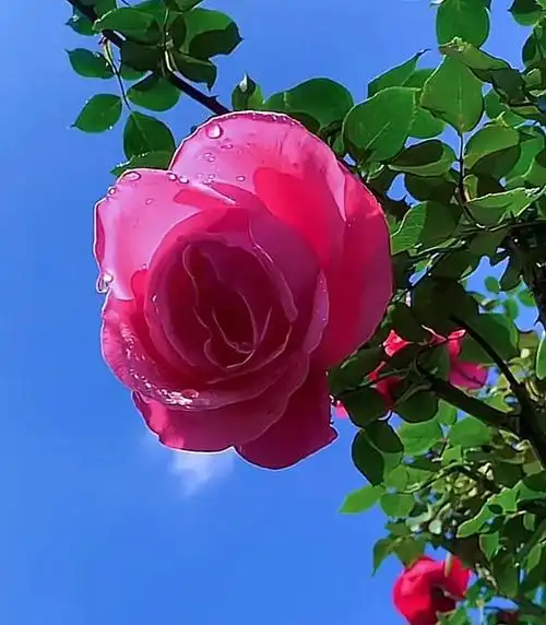 蓝天下的月季花(摄影)