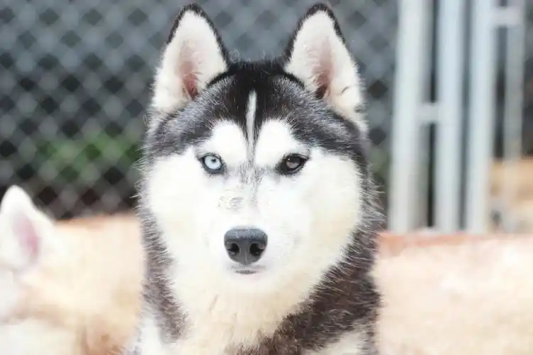 哈士奇|毛天毛地换毛季