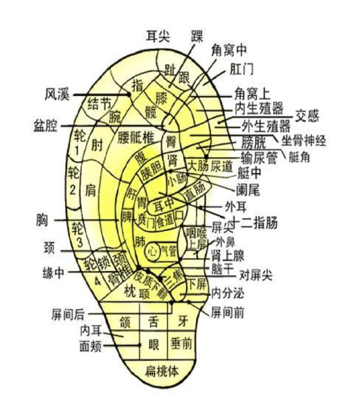 耳部穴位图