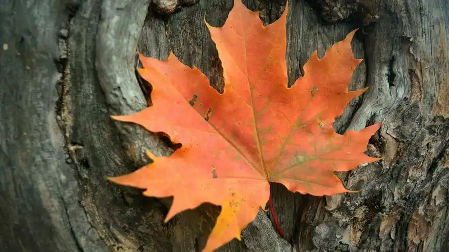 小清新文艺范儿秋天的黄叶唯美图片桌面壁纸第四辑