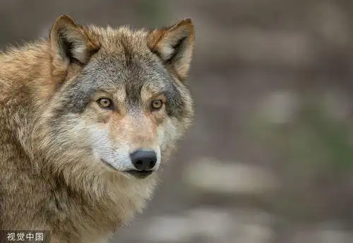 高清最霸气狼王的图片 - 搜狗图片搜索