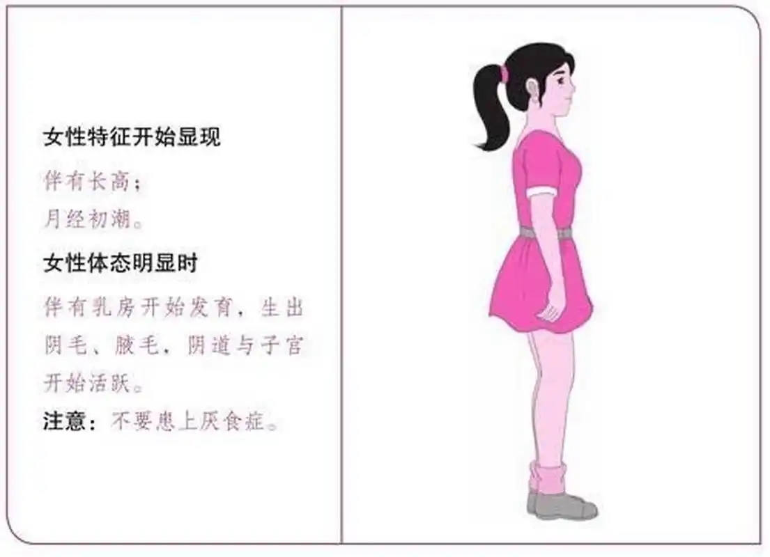 4张图描述女性一生身体的成长历程 ◆青春期 女性体内的激素从8岁起