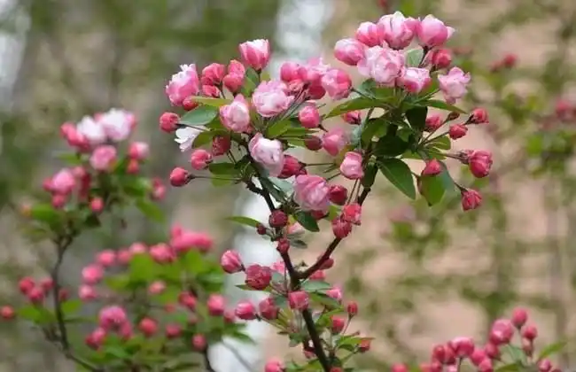 定边3公分西府海棠价格装车价格