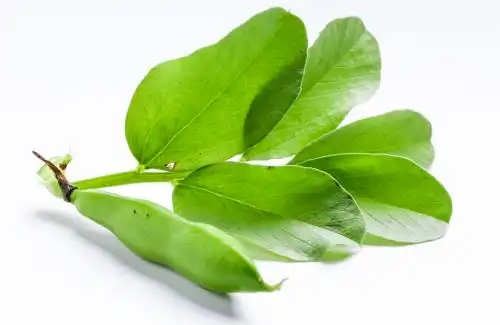 白底上摆放着蚕豆叶