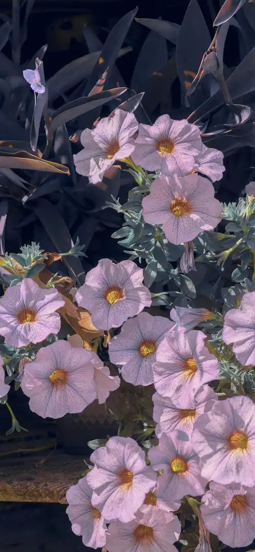 手机锁屏壁纸聊天背景图今日份精选壁纸点赞获取一份好运