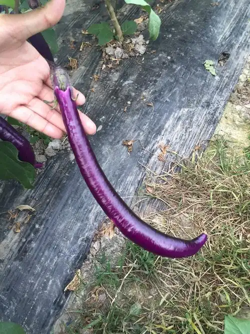 农家自种新鲜蔬菜农产品紫茄子细长茄子线茄子软糯滑可以做蒸茄子