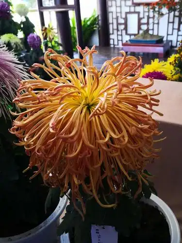 杭州植物园菊花展(2020)