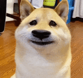 290_274gif 动态图 动图