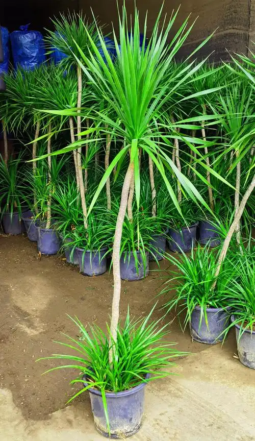 大型室内绿植盆栽龙须树龙血客厅净化空气甲醛四季绿植